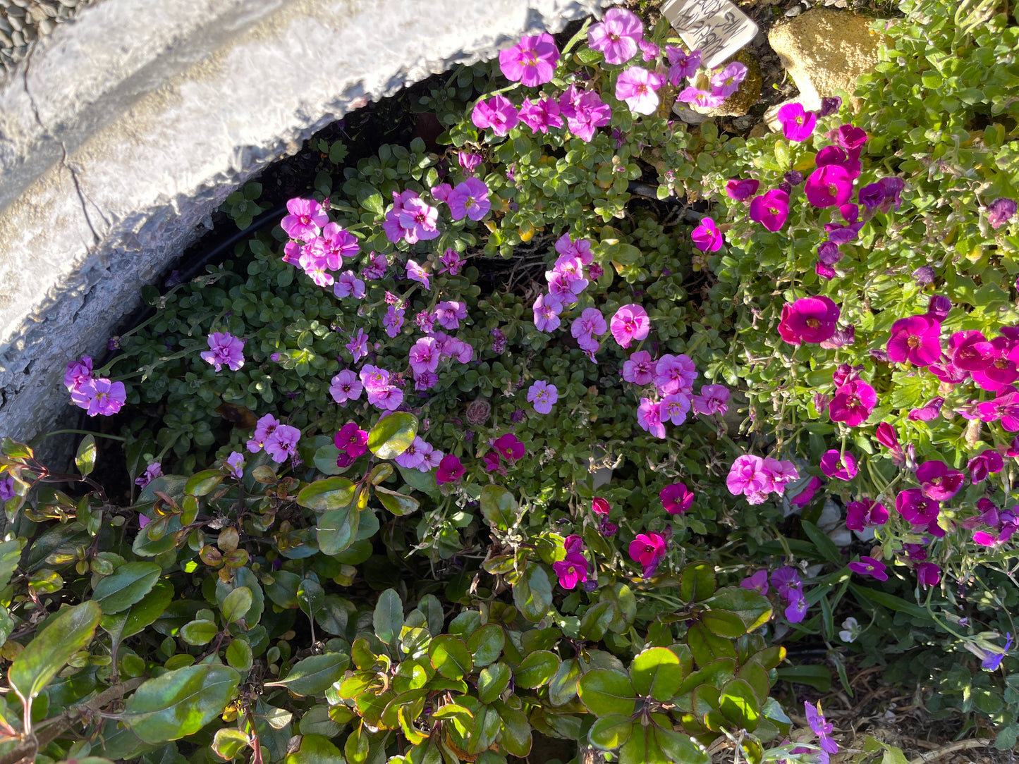 Aubrieta 'Mrs Rodewald'