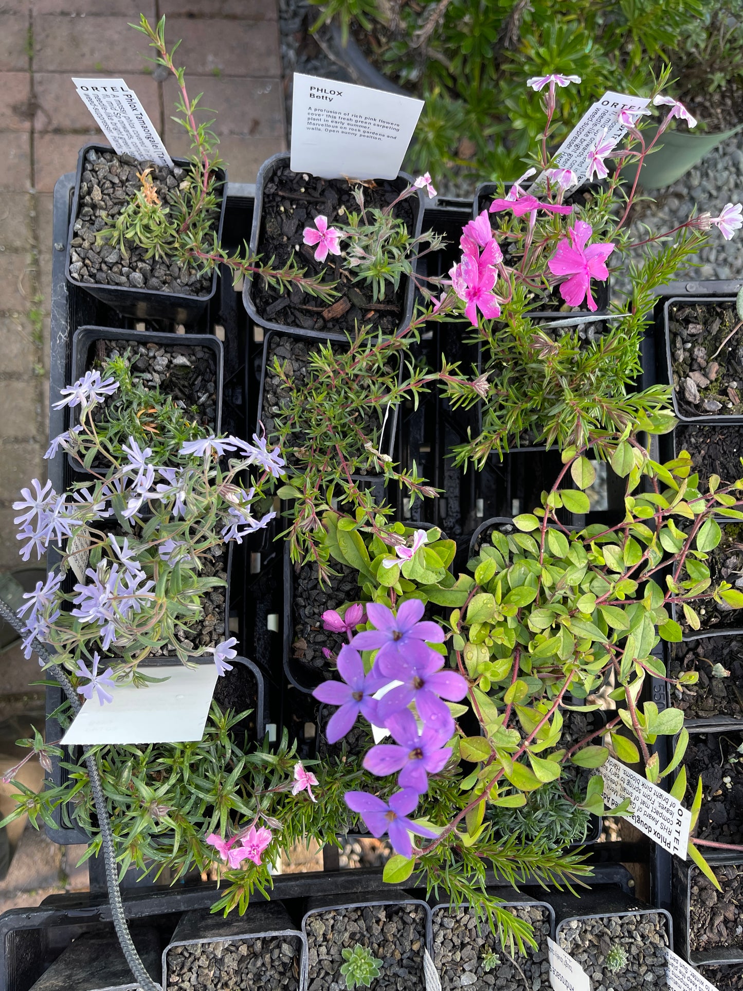 Phlox subulata Tamaongalei (Tammy)