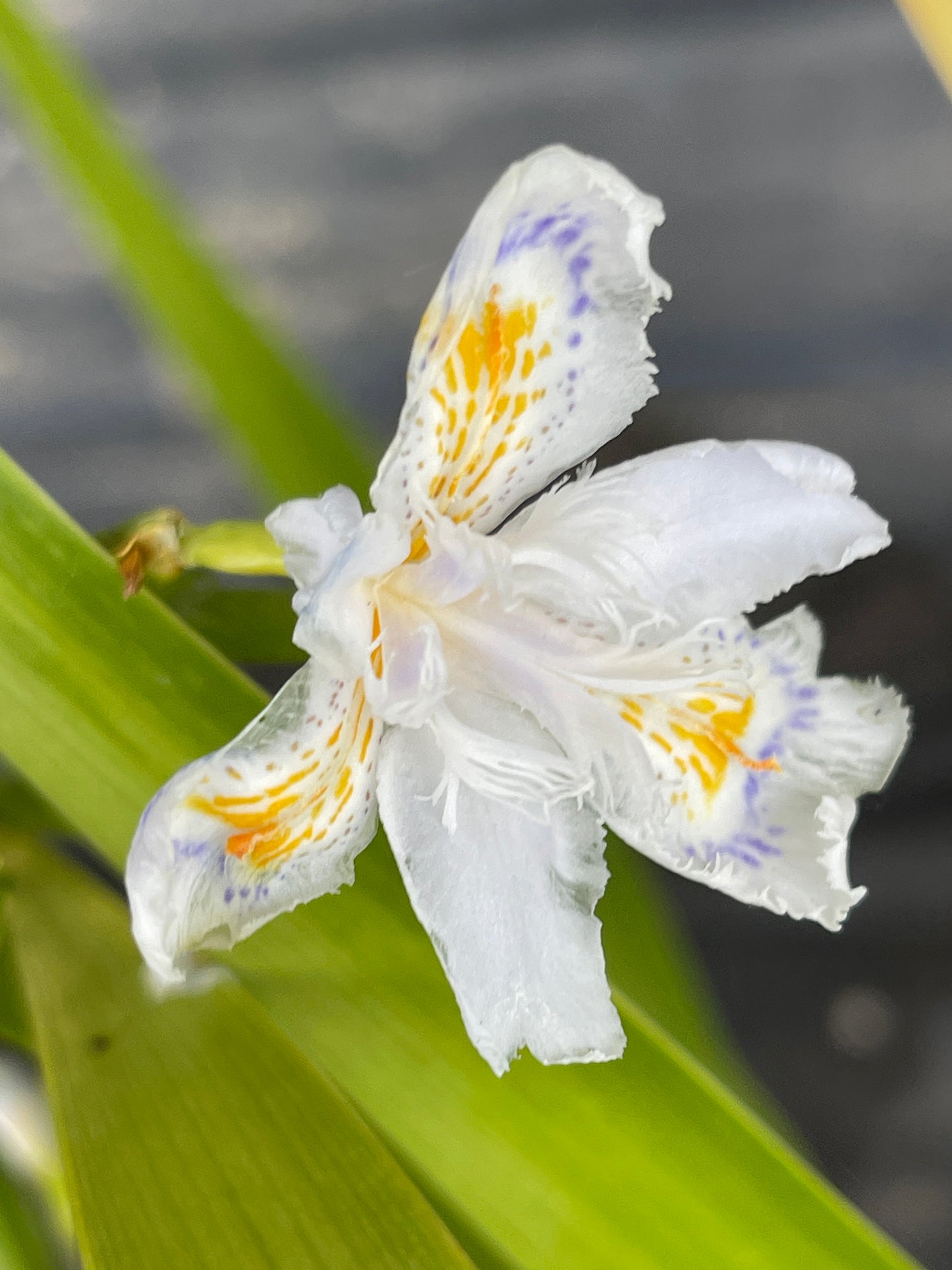 Iris confusa