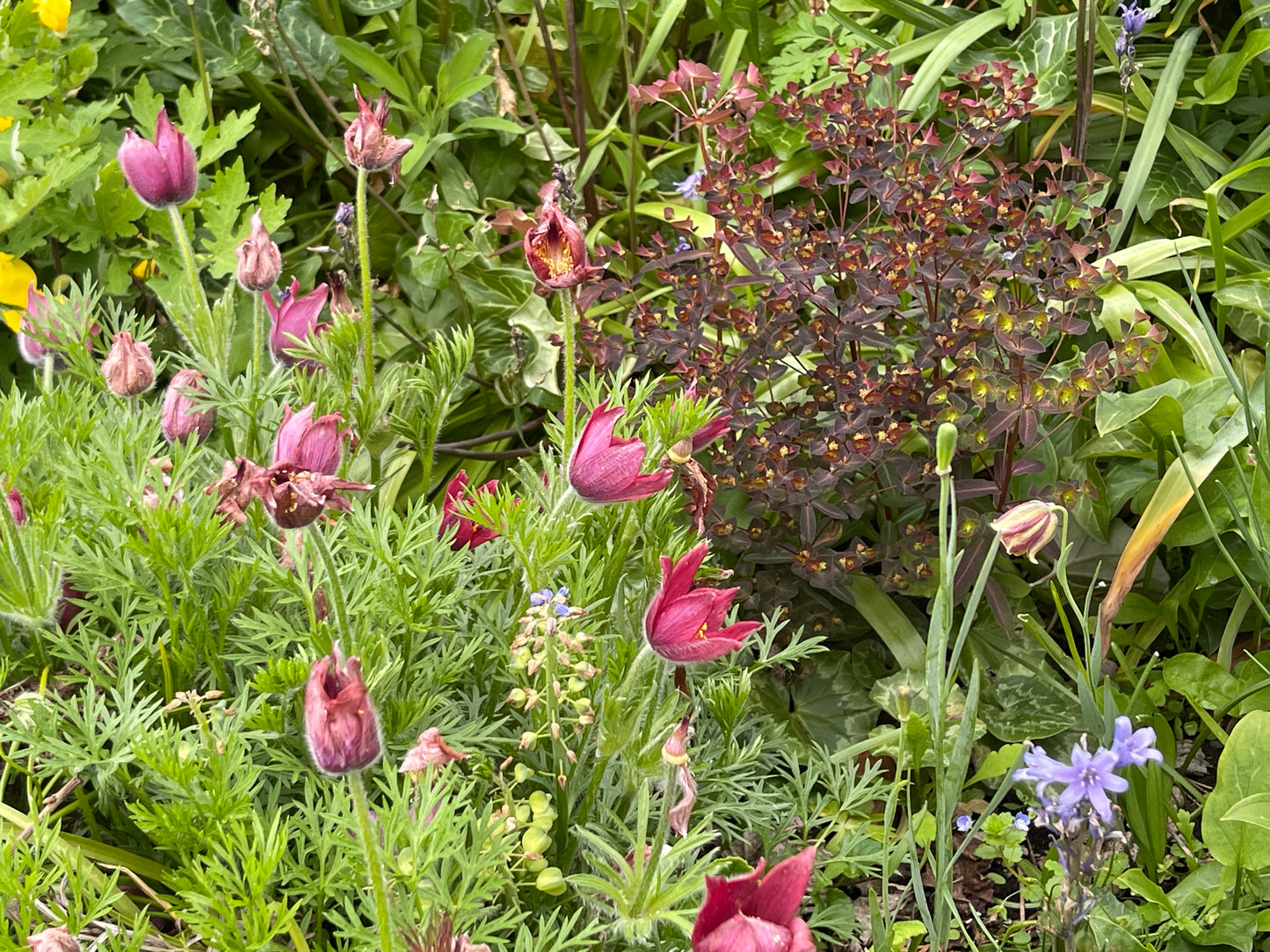 Pulsatilla vulgaris Red