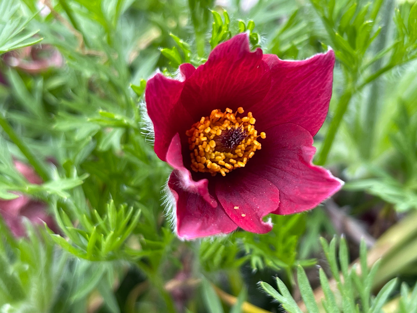 Pulsatilla vulgaris Red