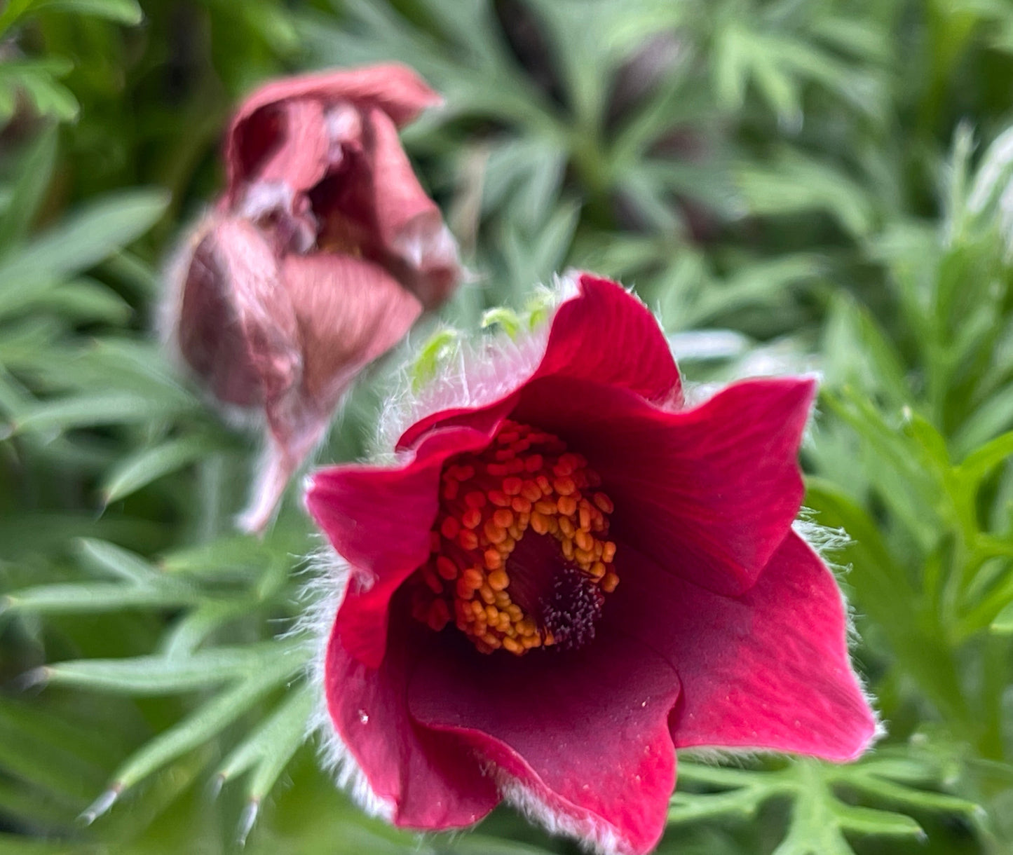 Pulsatilla vulgaris Red