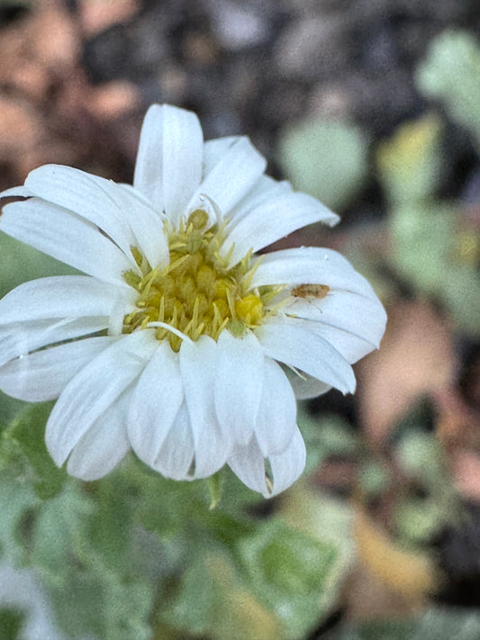 Brachyscome sinclairii