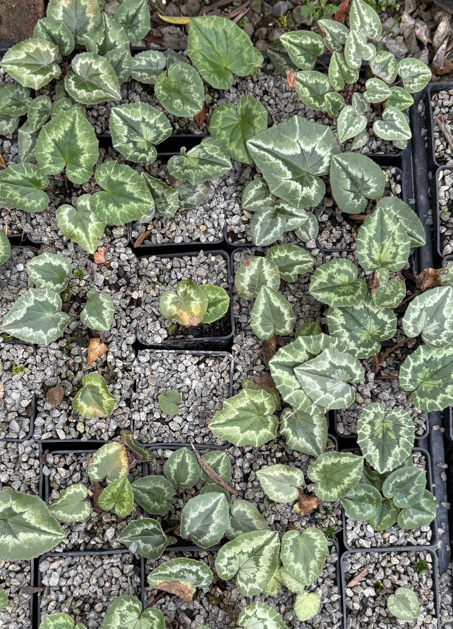 Cyclamen hederifolium