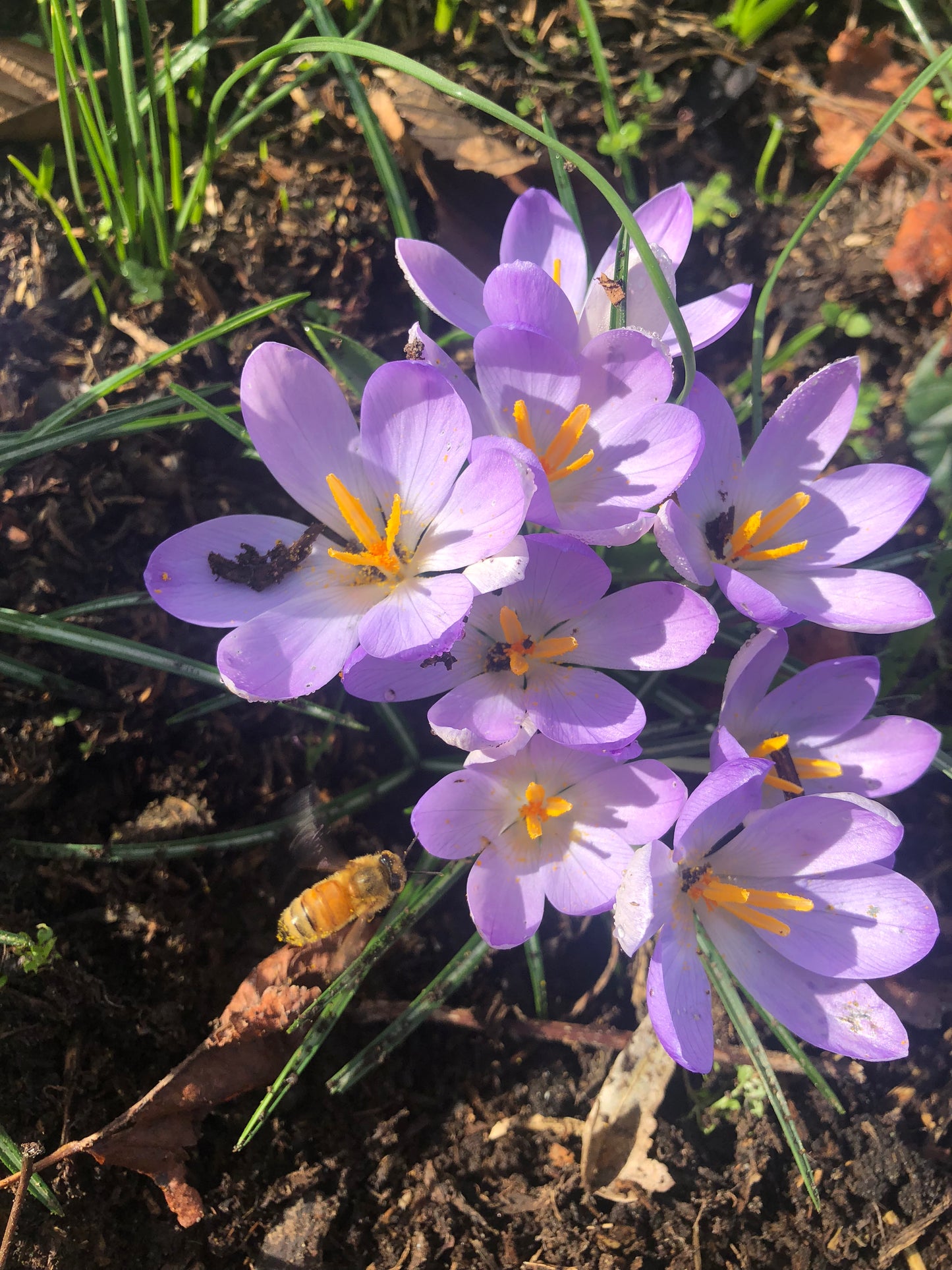 Crocus tommasinianus
