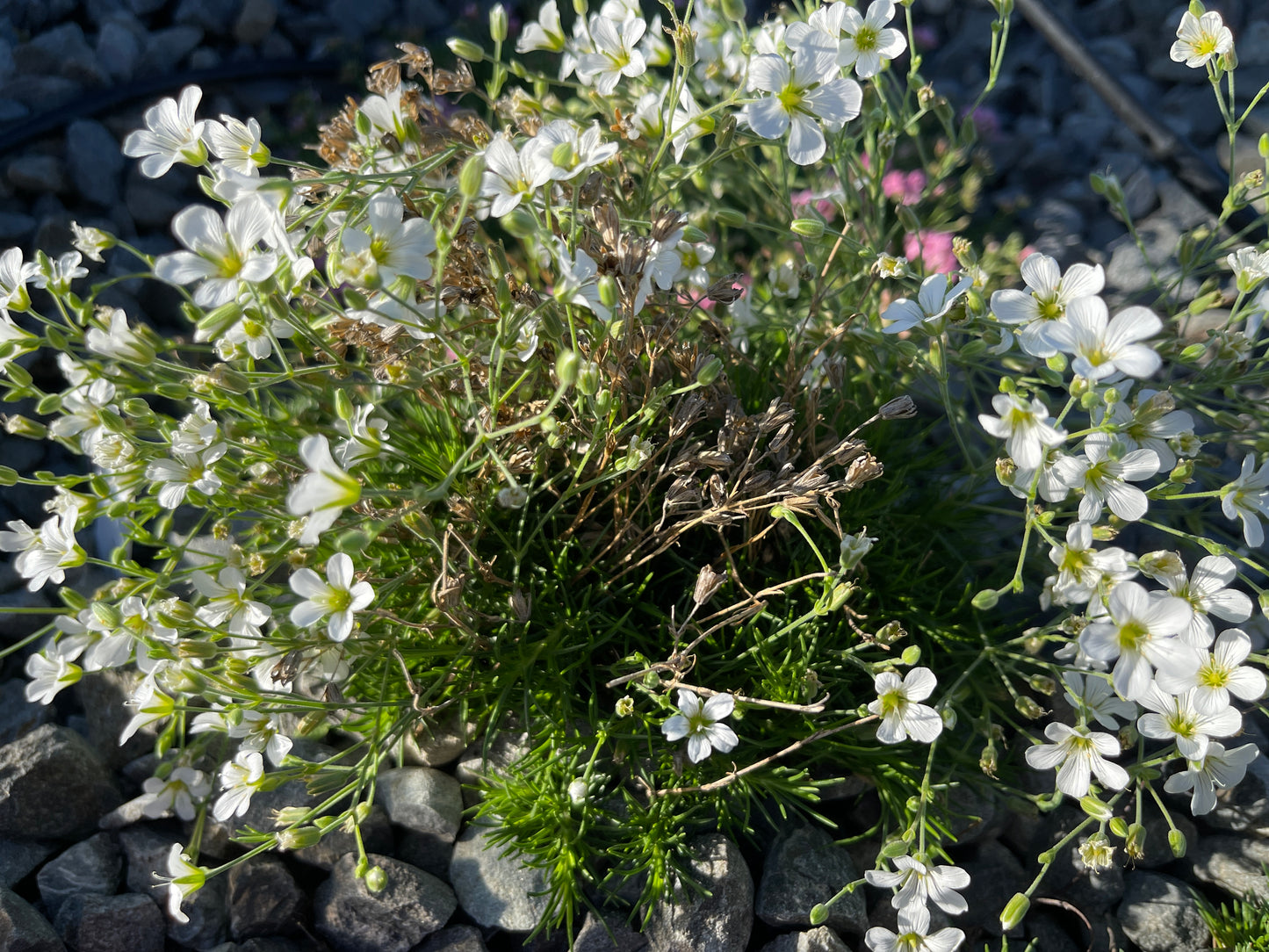 Arenaria 	spp.