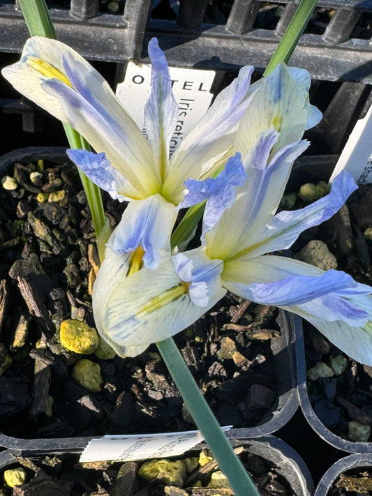 Iris reticulata  'Painted Lady'