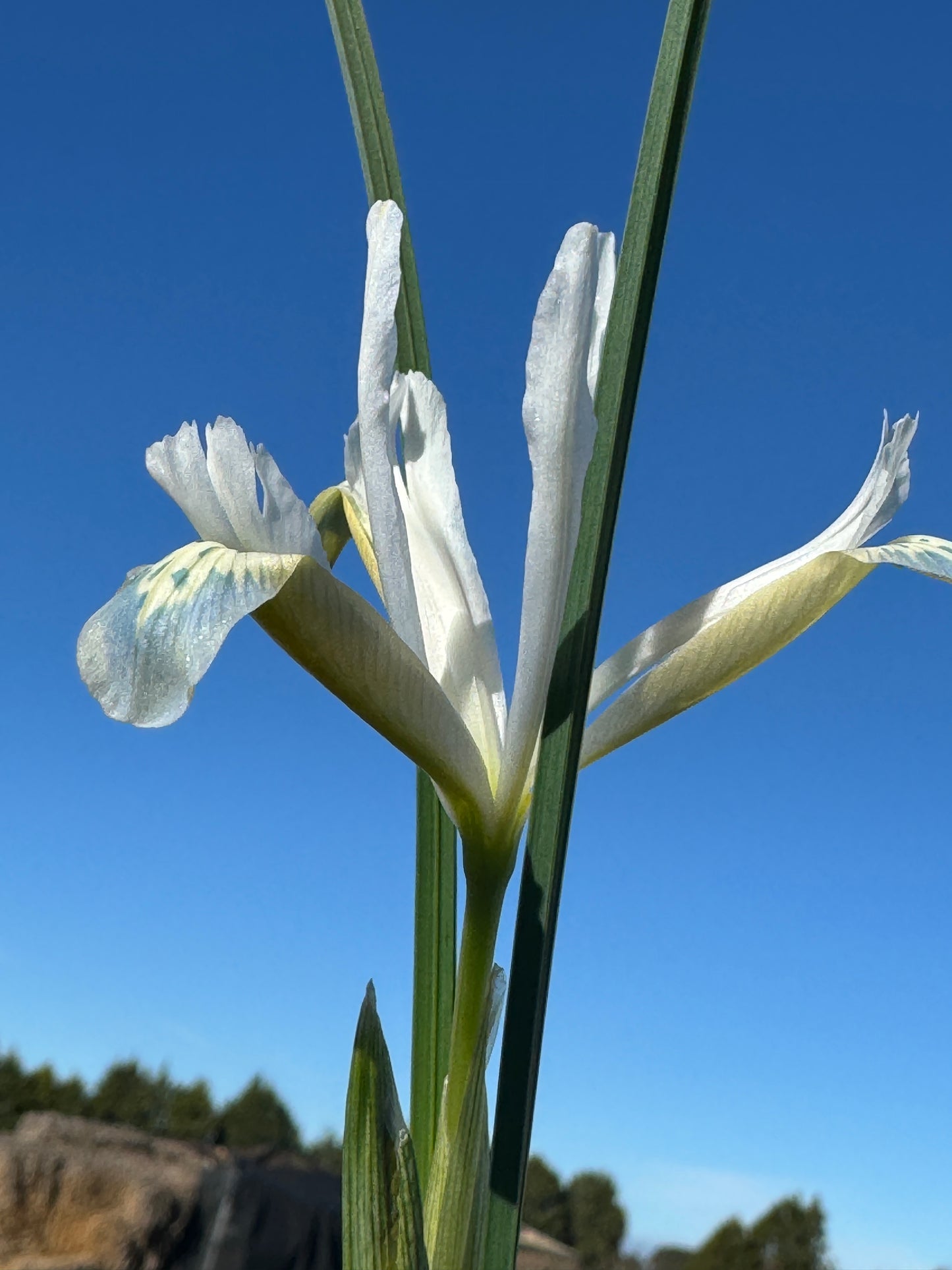 Iris reticulata  'Frozen Planet'