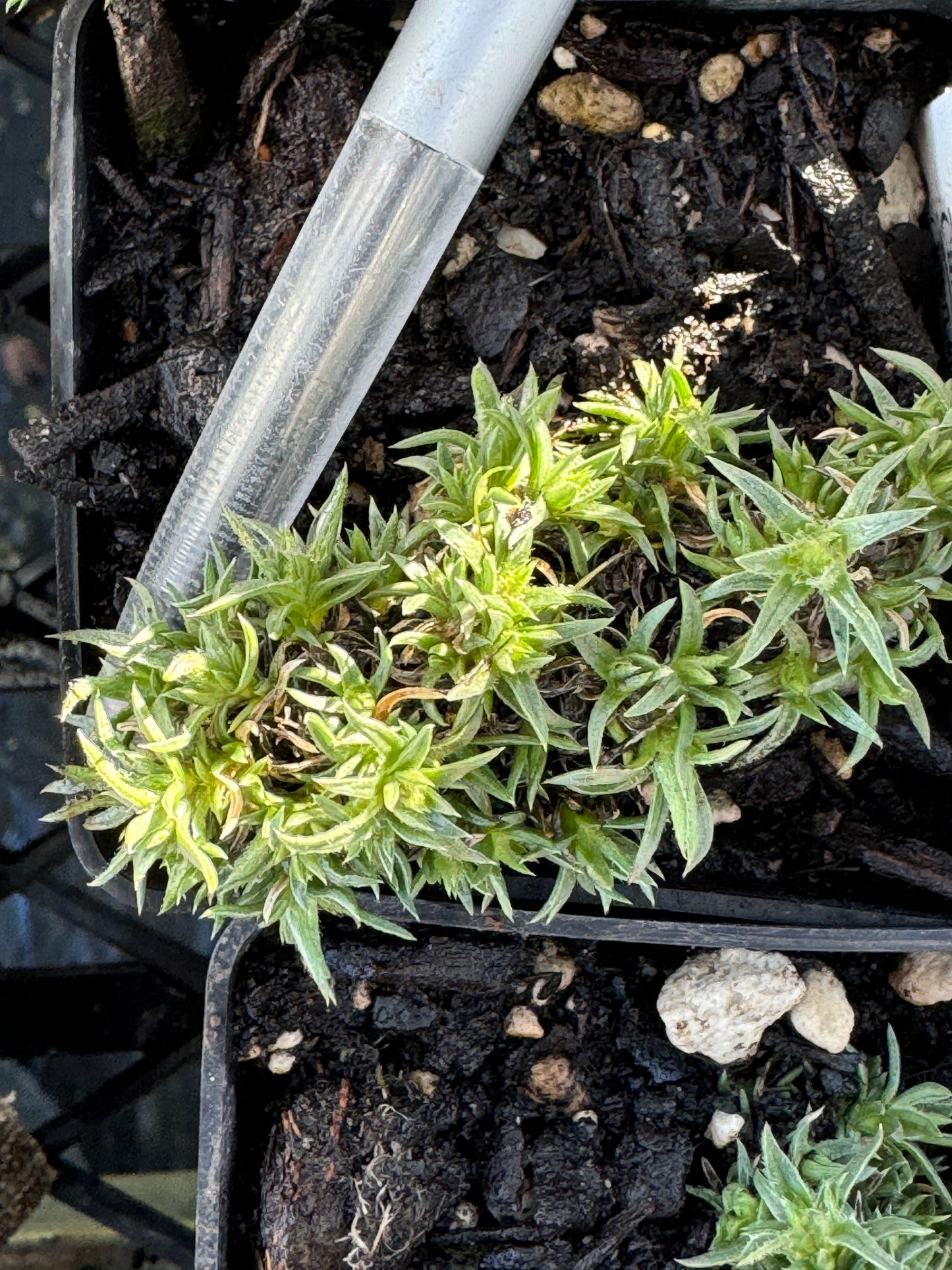 Phlox subulata 'Rose Cushion'