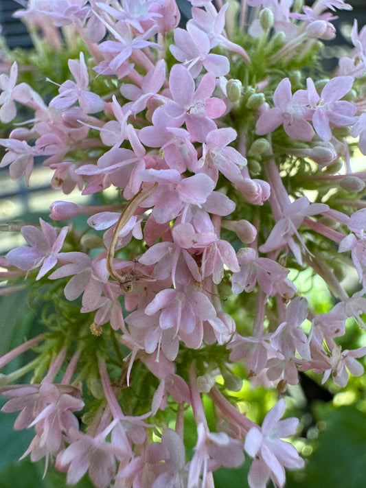 Centranthus calcitrapae