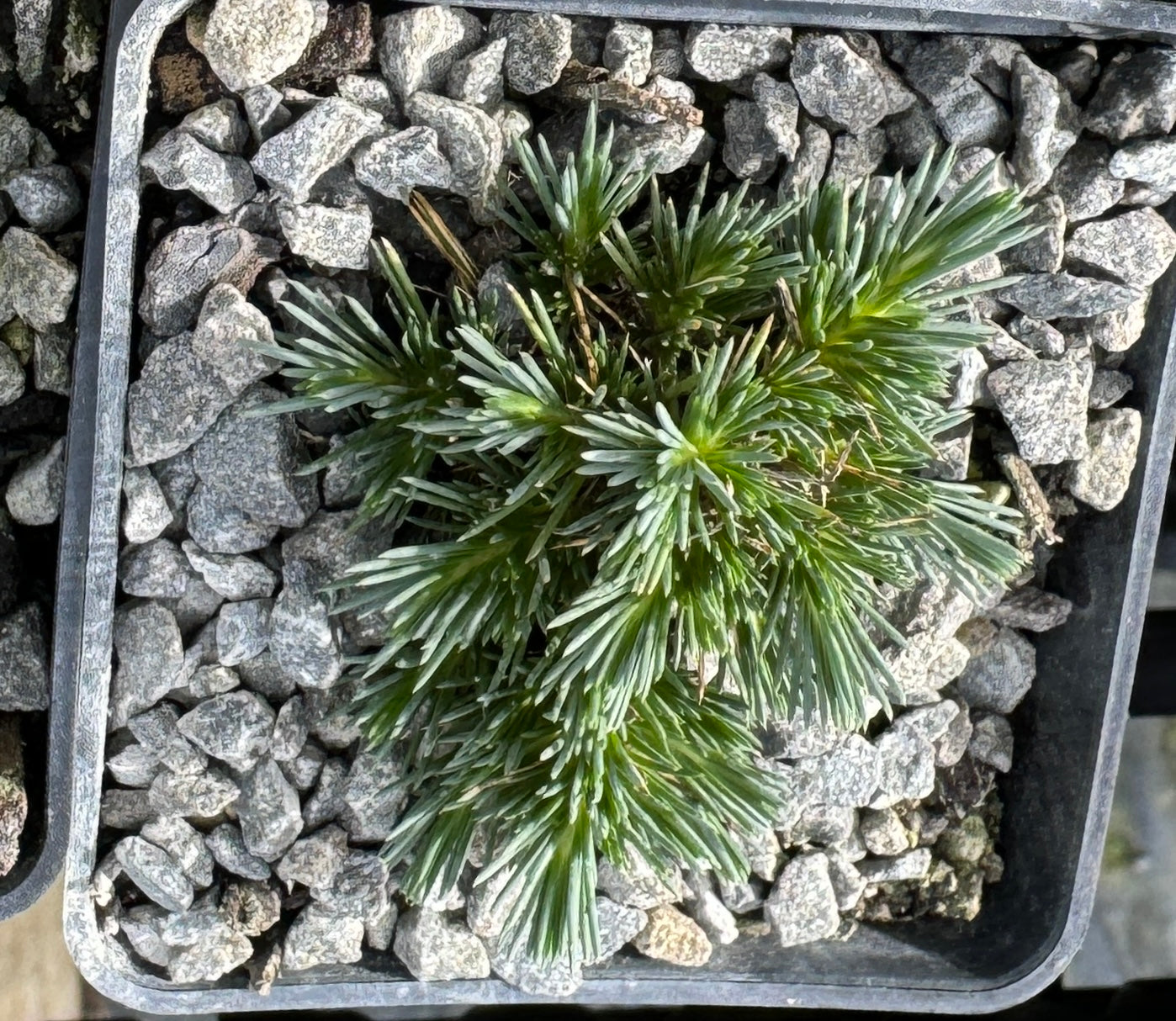 Arenaria ledebouriana