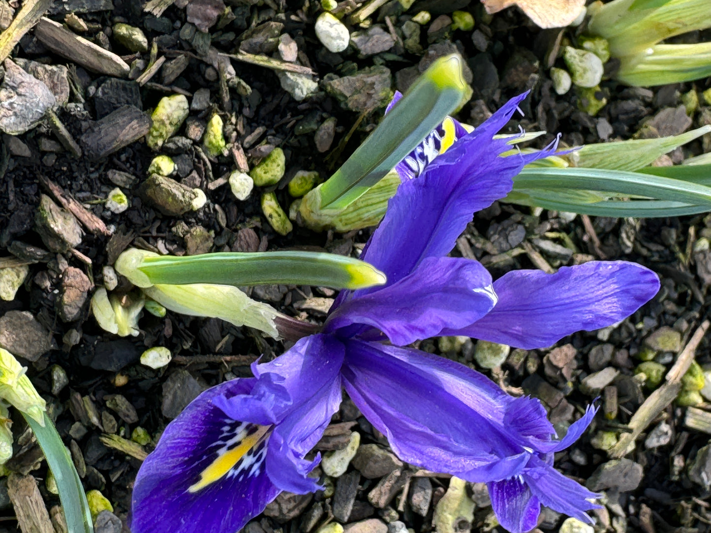 Iris reticulata  'Pixie'