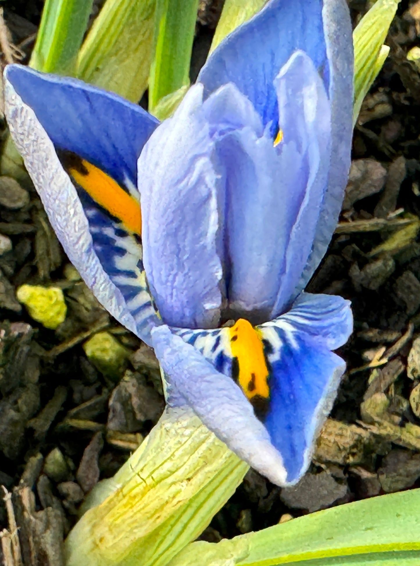 Iris reticulata  'Alida'