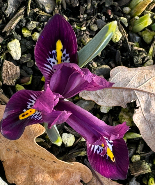 Iris reticulata  'Rejoice'