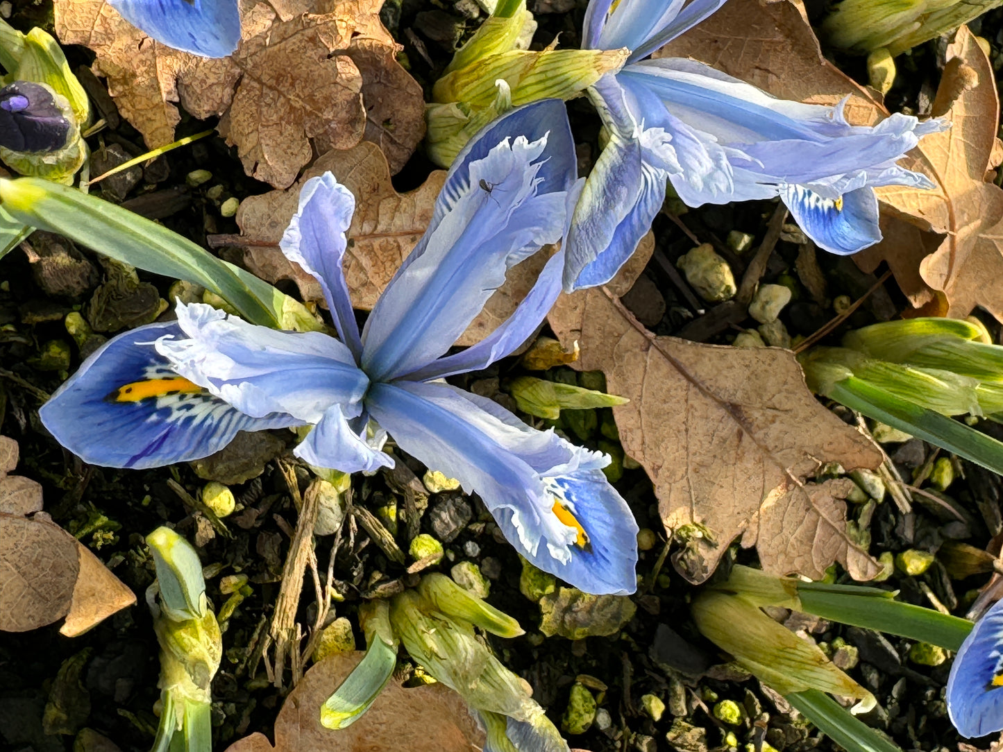 Iris reticulata  'Alida'