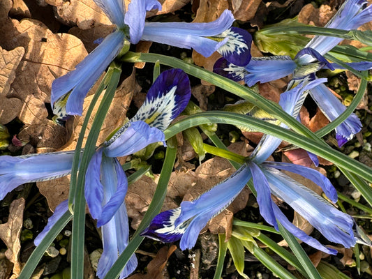 Iris reticulata  'Clairette'