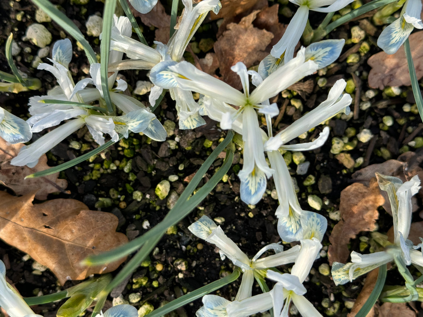 Iris reticulata  'Frozen Planet'