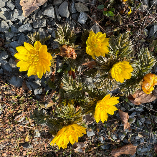 Adonis amurensis