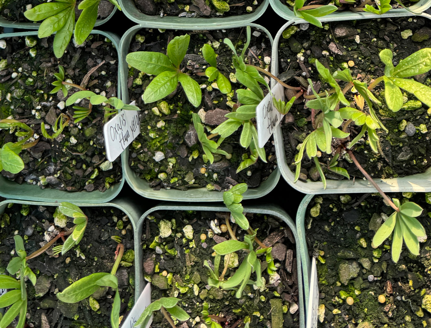 Oxalis flava yellow