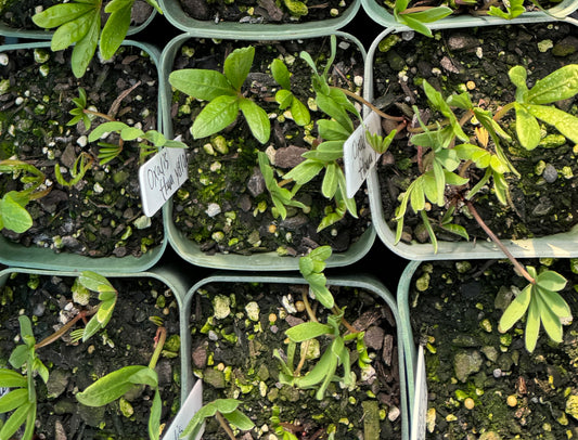 Oxalis flava yellow