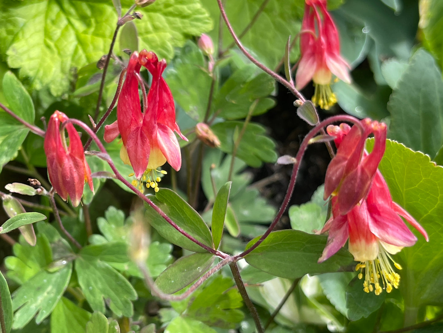 Aquilegia canadensis