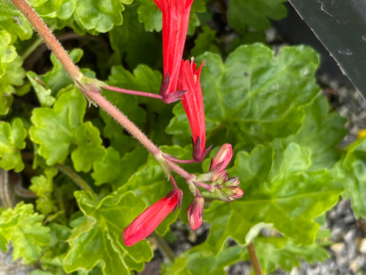 Ourisia  coccinea