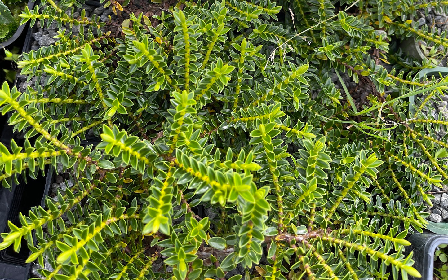 Vernonica (Hebe) odora prostrata