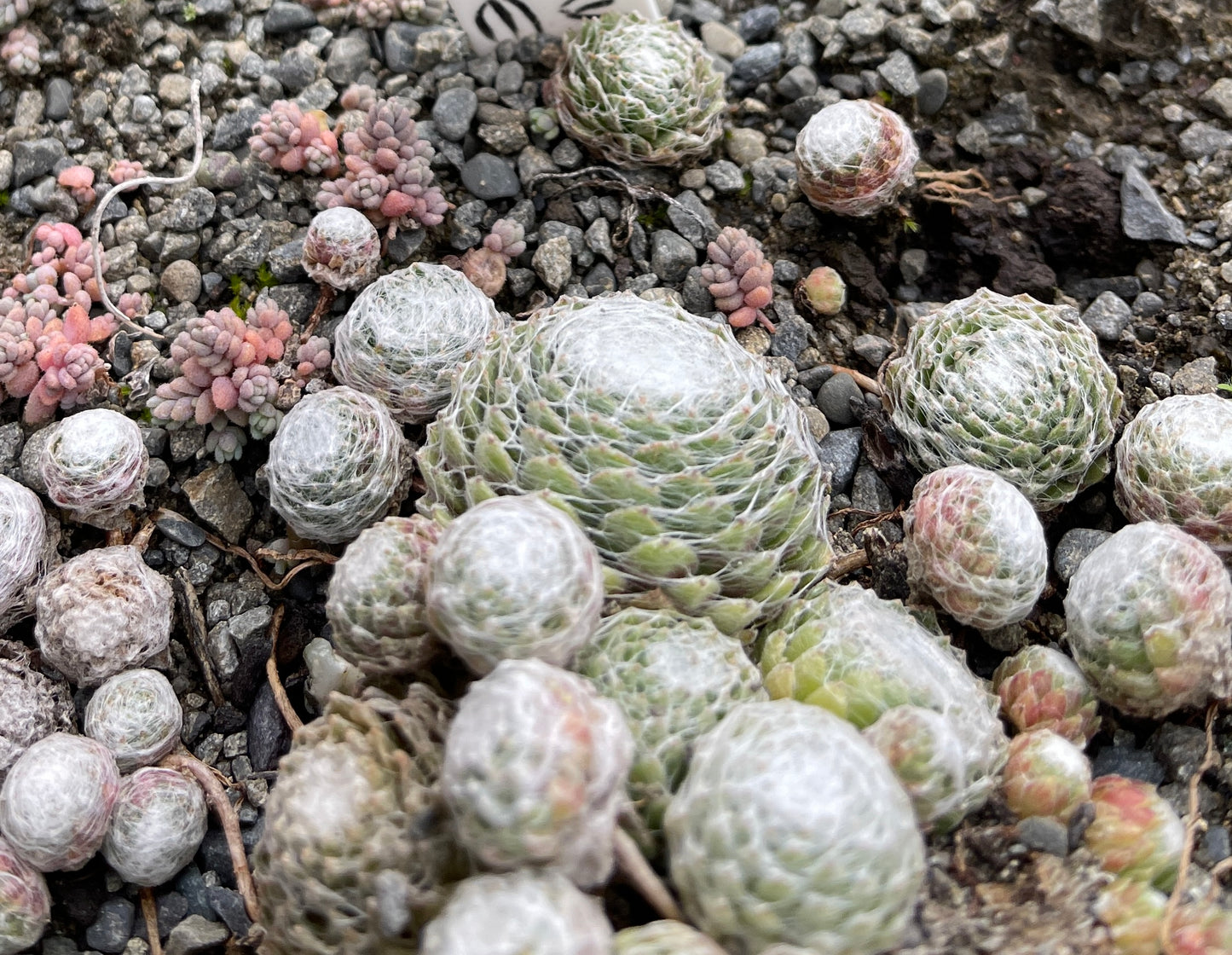 Sempervivum arachnoideum