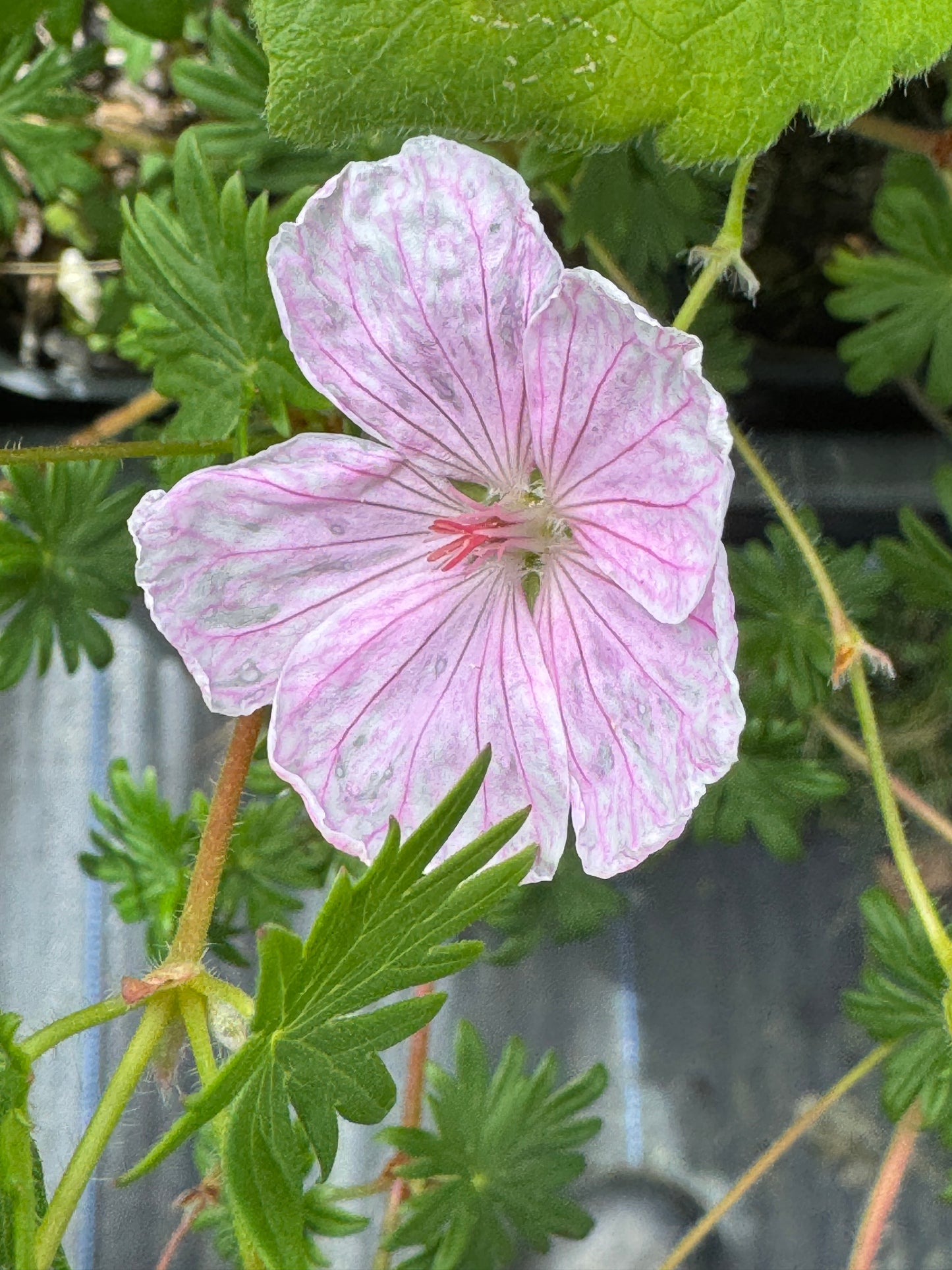 Geranium sanguineum 'Striata'