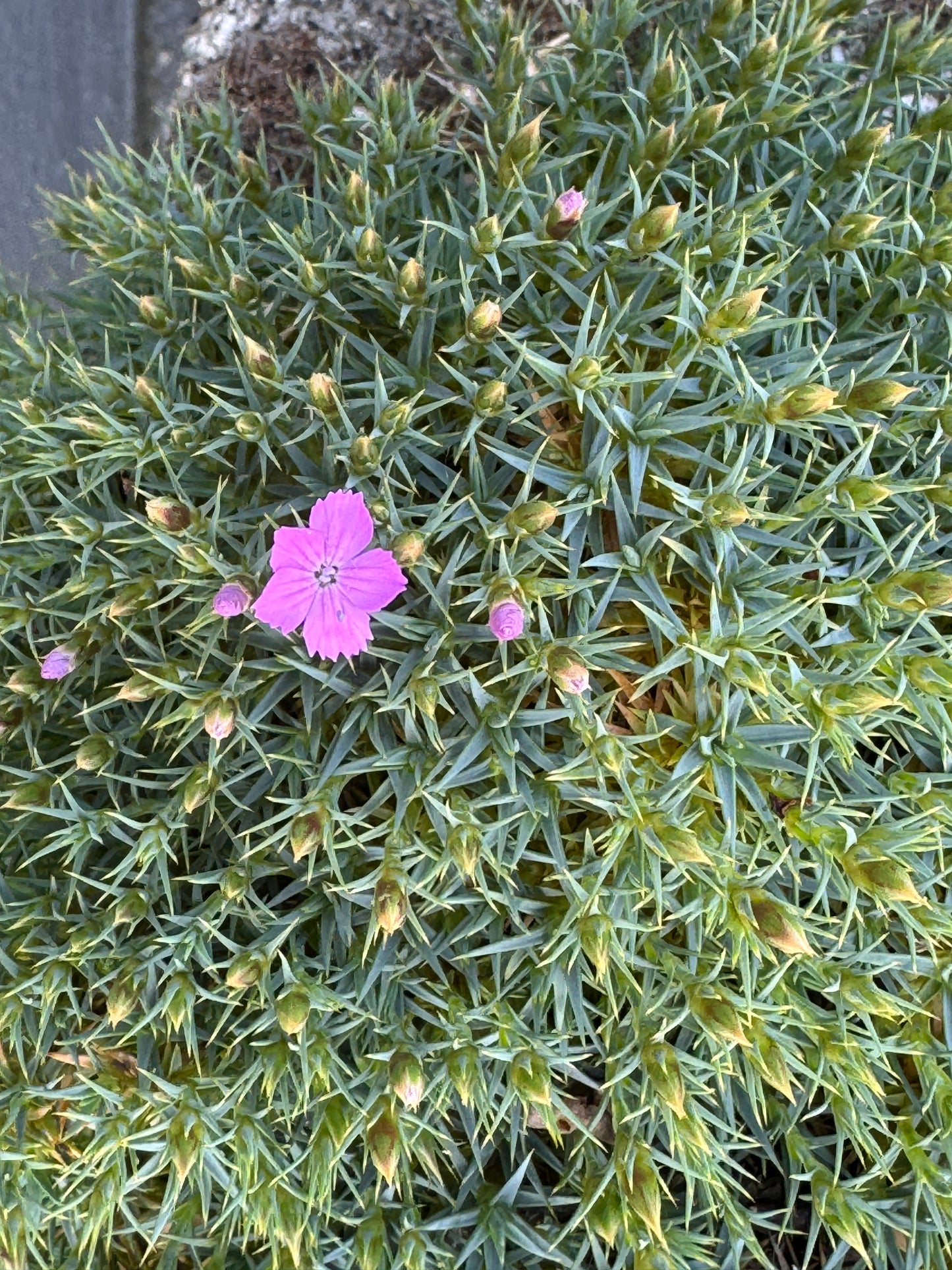Dianthus erinaceus