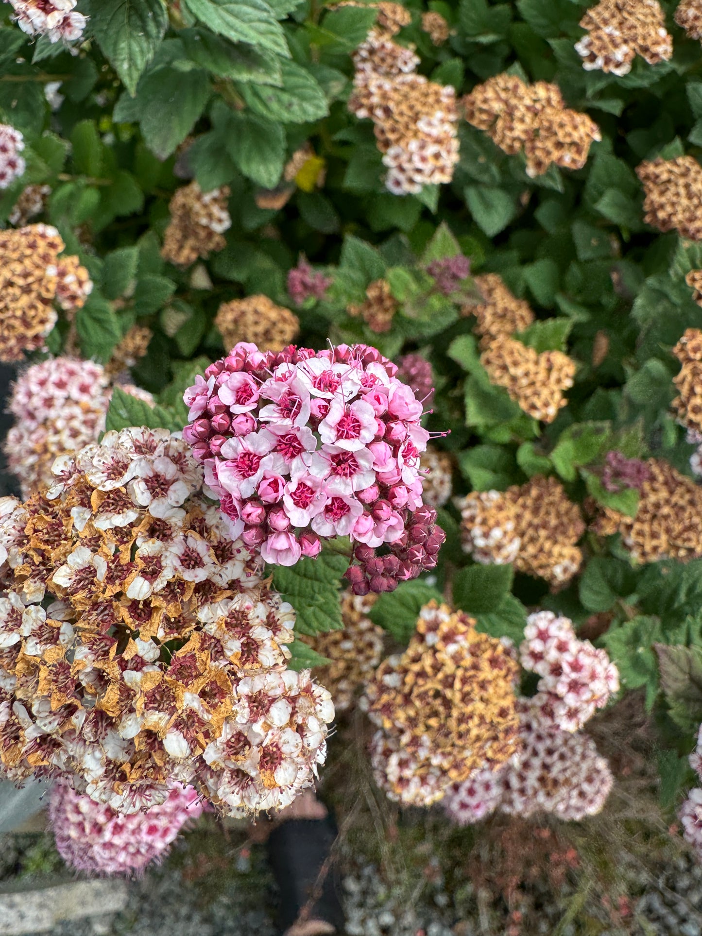 Spiraea bumalda 'Nyewoods'