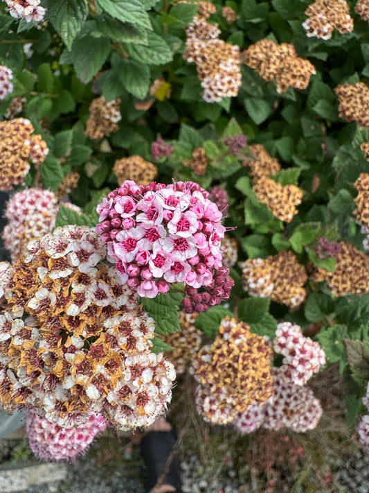 Spiraea bumalda 'Nyewoods'