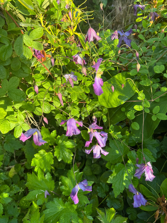 Clematis viticella