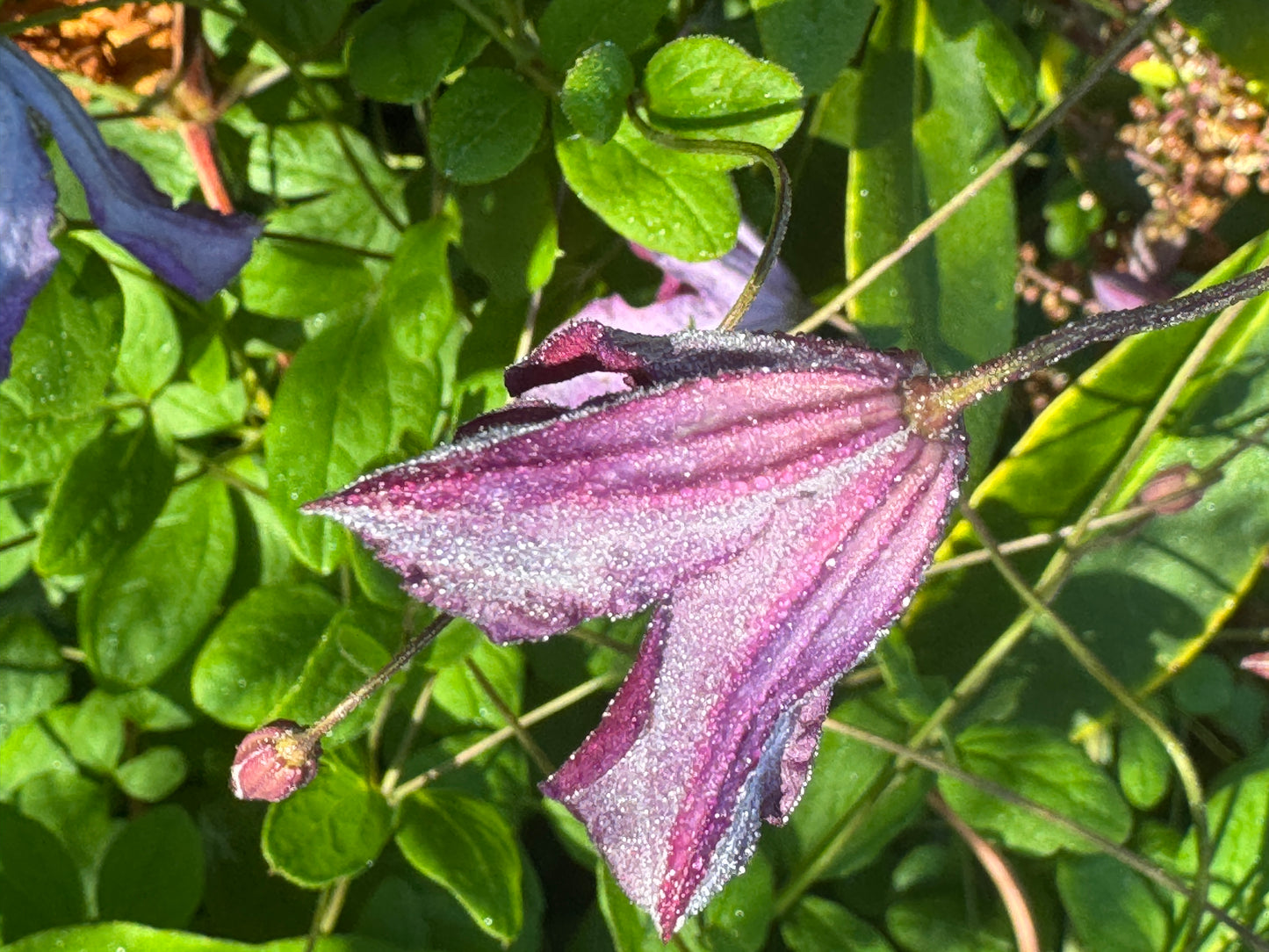 Clematis viticella