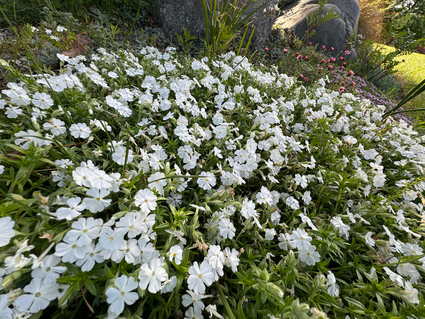 Phlox subulata white, (moss phlox)