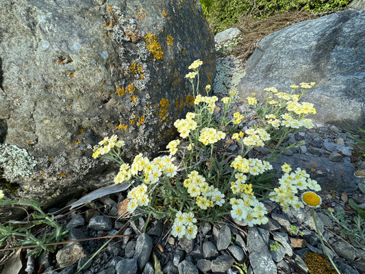 Achillea x lewisii