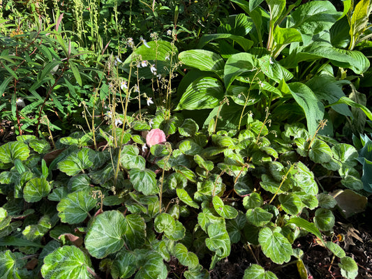 Saxifraga stolonifera