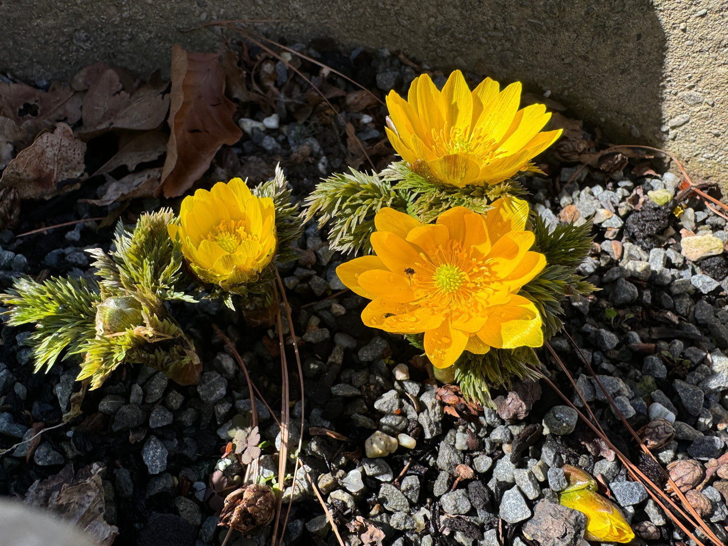 Adonis amurensis