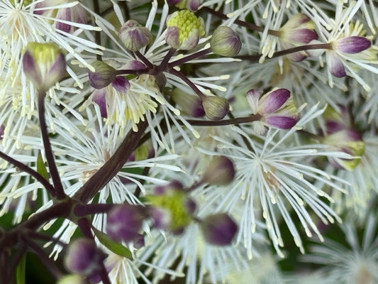 Thalictrum aquilegifolium