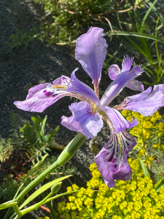 Iris milesii