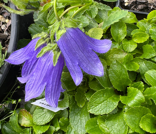 Campanula pilosa syn. Adenophora tricuspidata