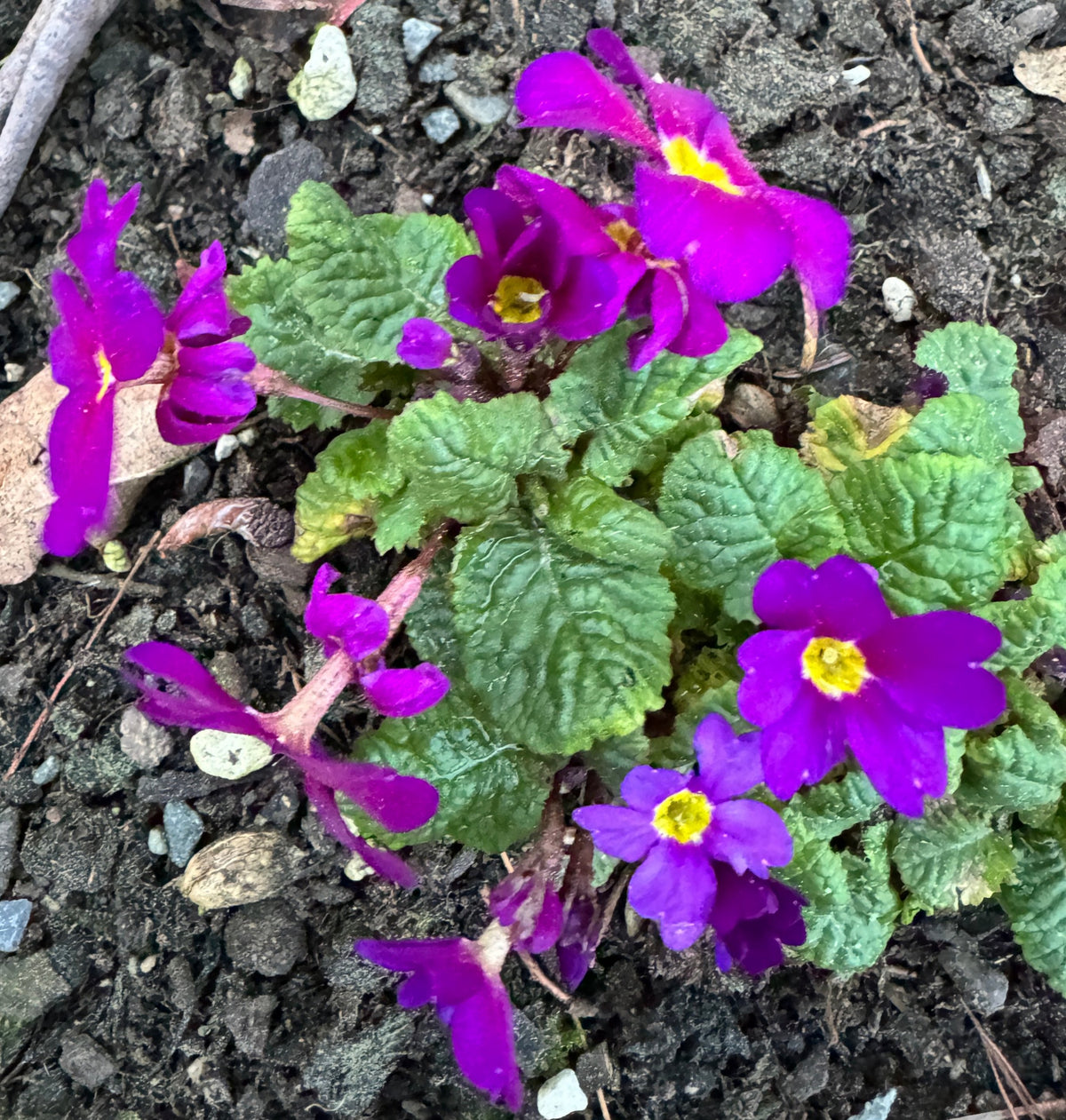 Primula Hose-in-hose 'Wanda'