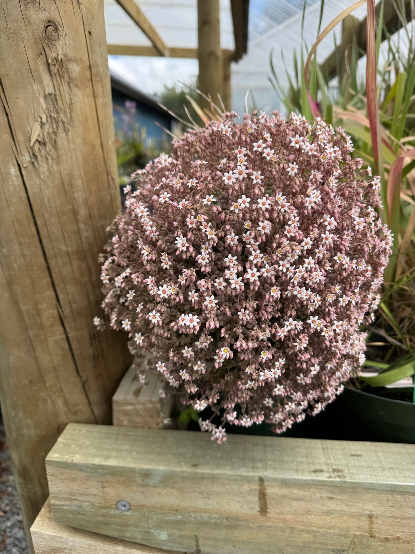 Sedum dasphyllum