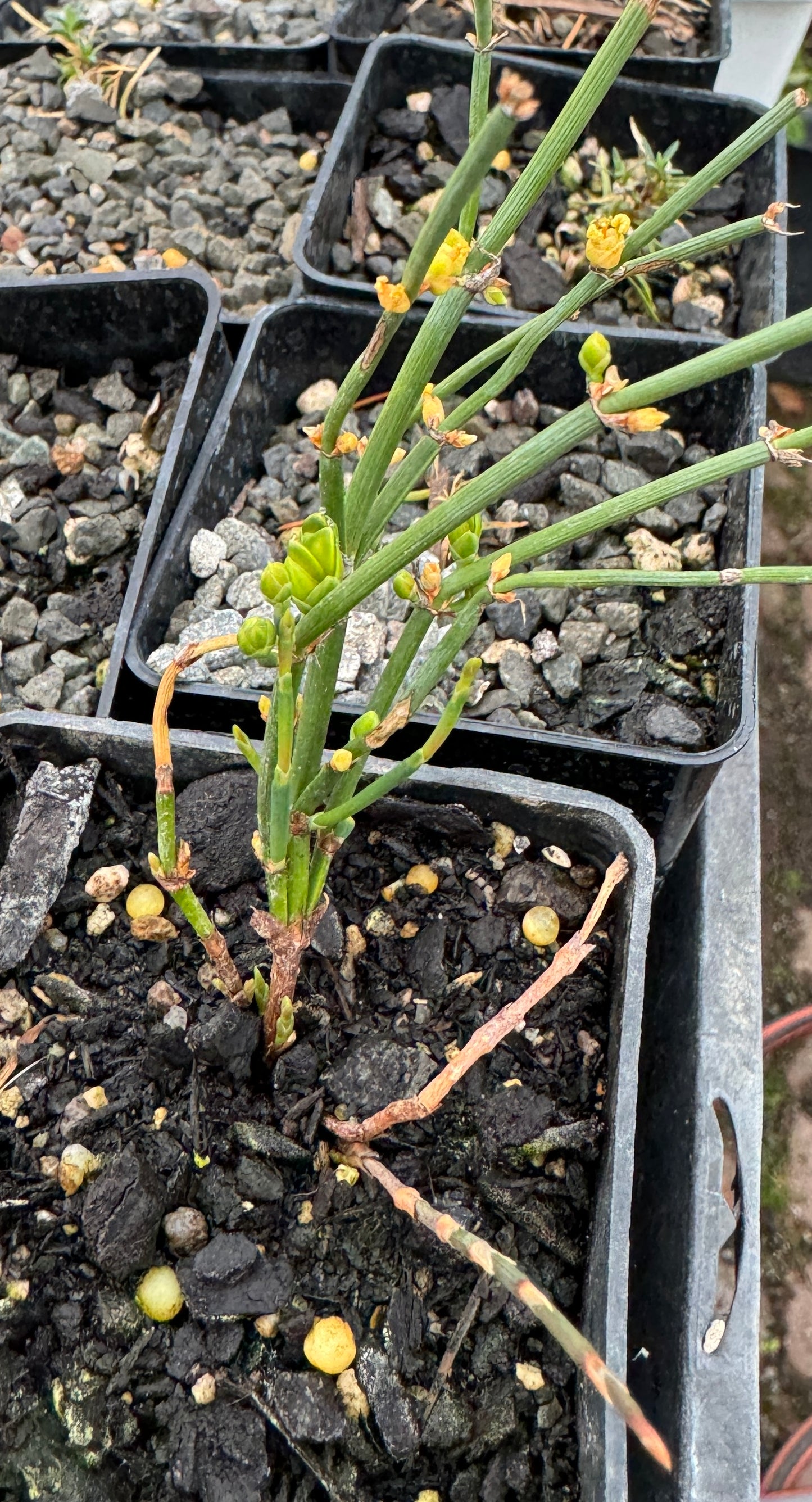 Ephedra minuta