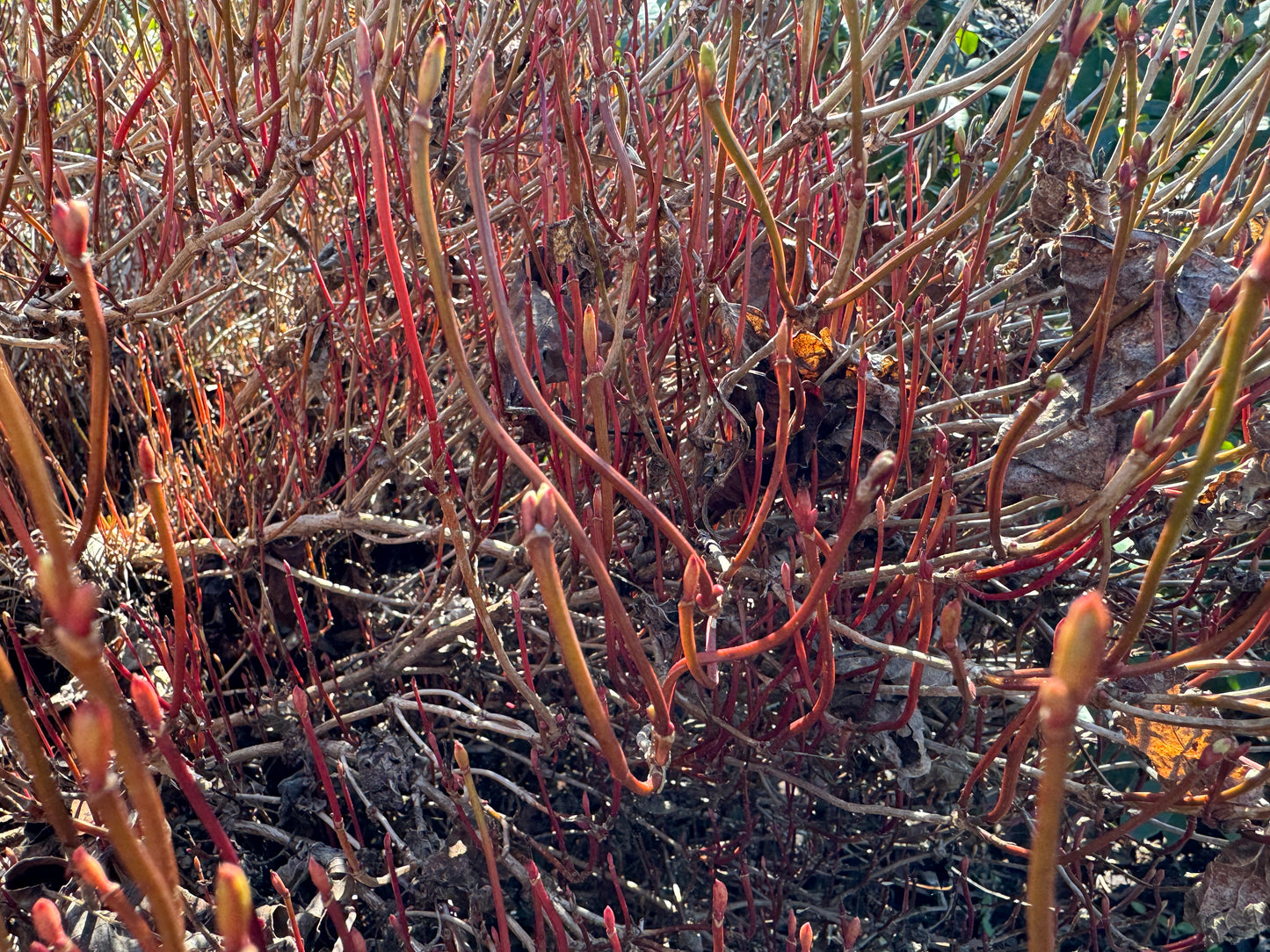 Viburnum farreri my own attribution or could be compacted