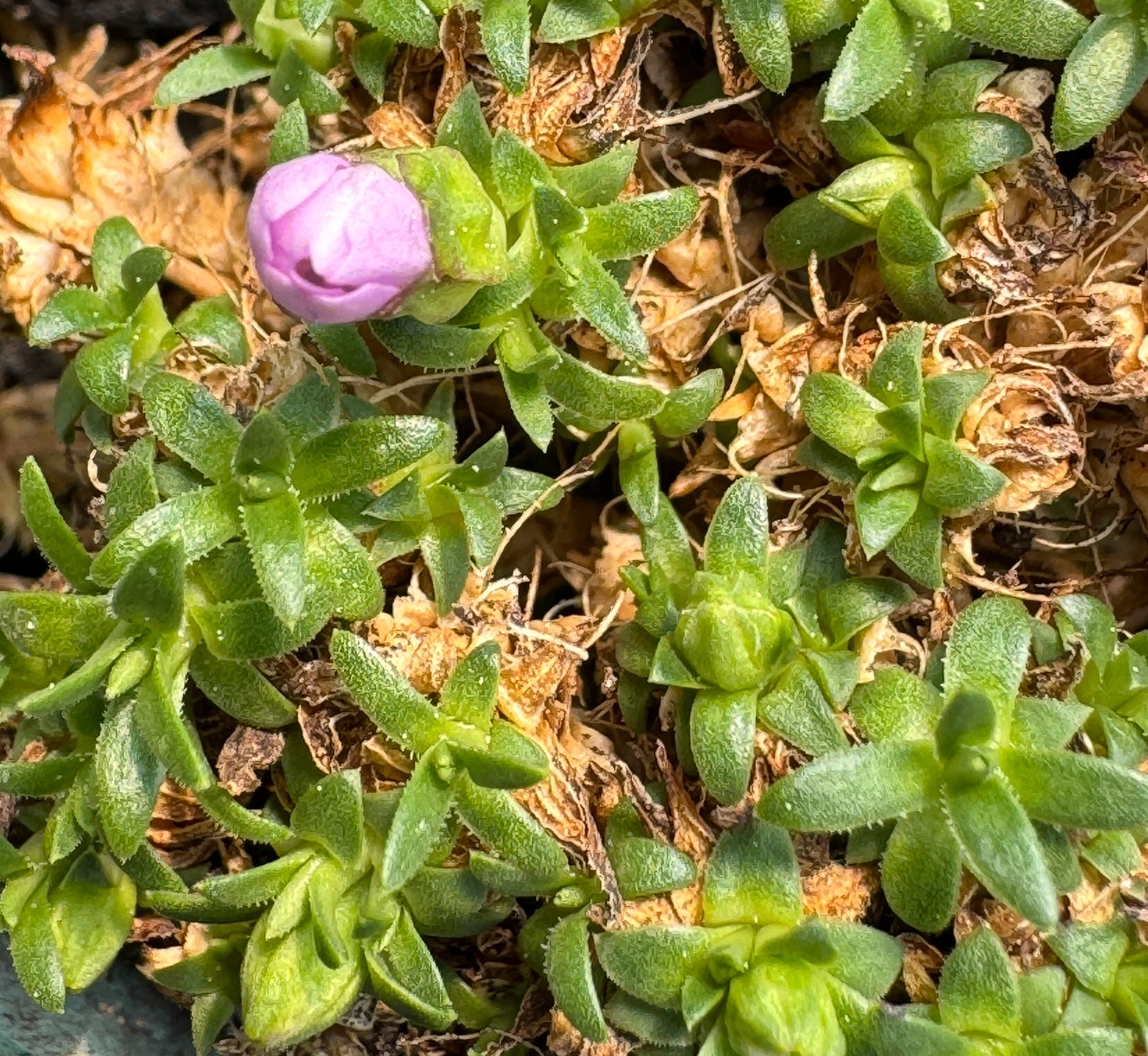 Silene acaulis