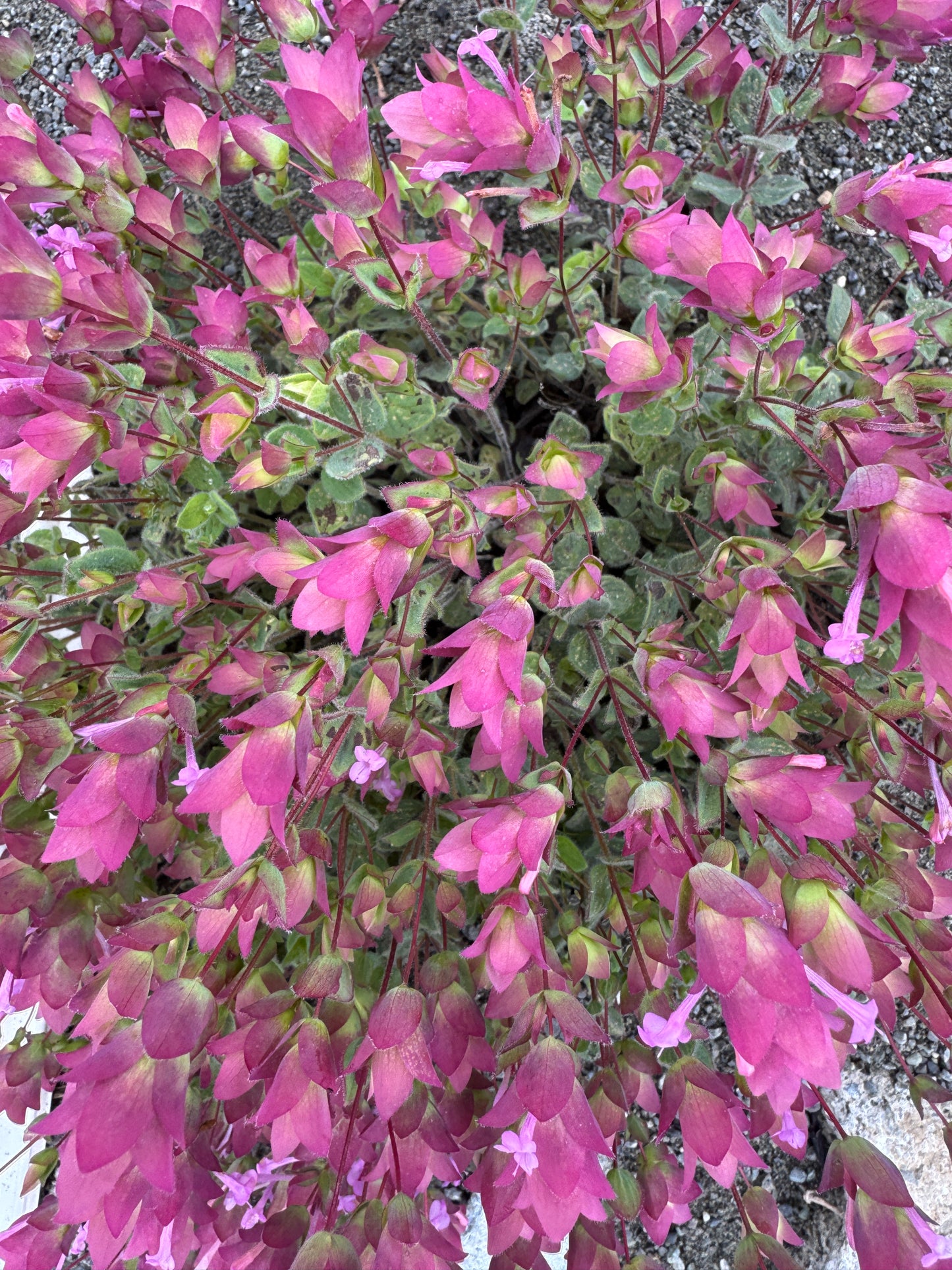 Origanum dictamnus