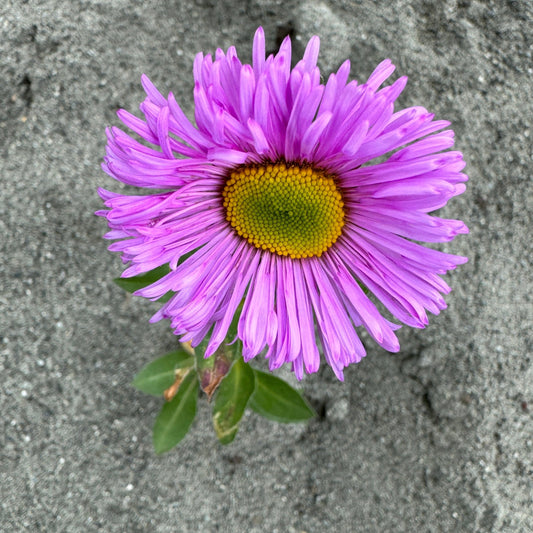 Erigeron glaucus