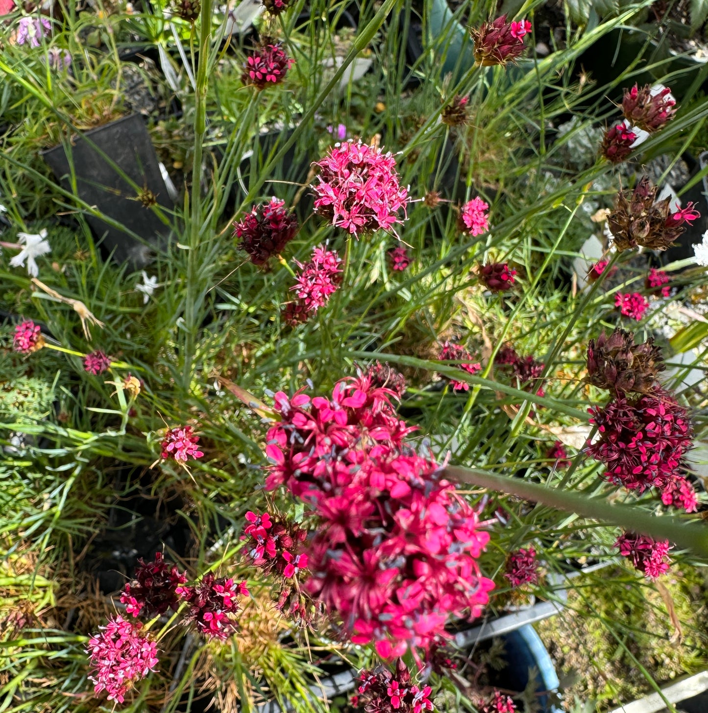 Dianthus pinafolius