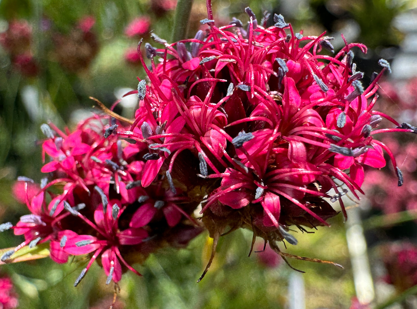 Dianthus pinafolius